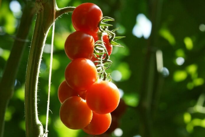 pomodoro ciliegino