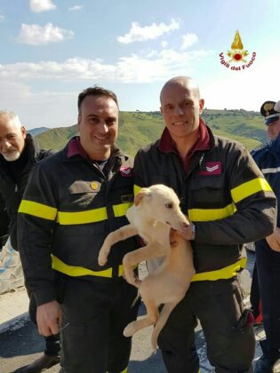 salvataggio cane vigili del fuoco 30-01-2017 (7)