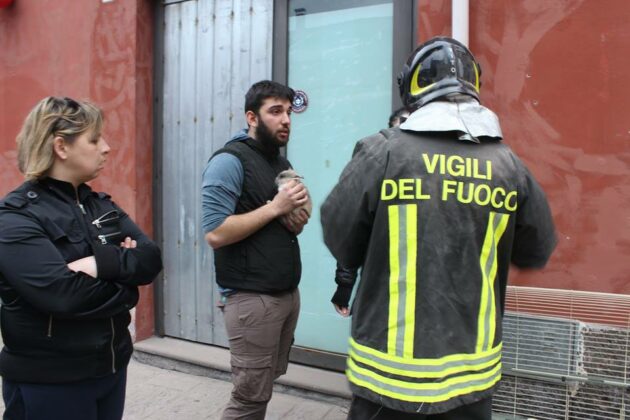salvataggio coniglio via crispi Catania, vigili del fuoco. Foto di Elio Sofia