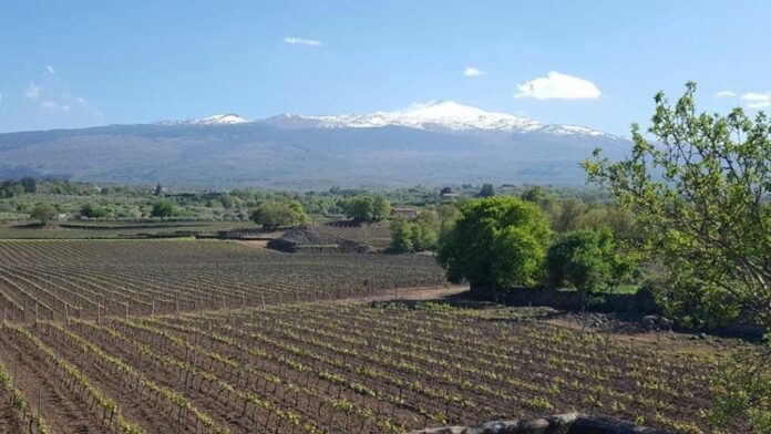 Randazzo, AL CANTARA, la vigna 3 (foto Calì)