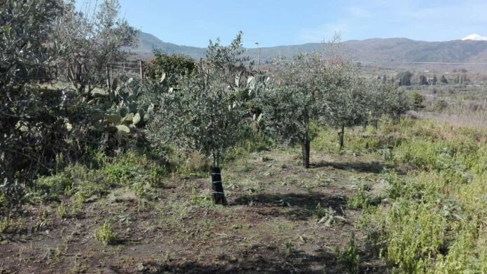 Uliveto a Pisano, Zafferana Etnea