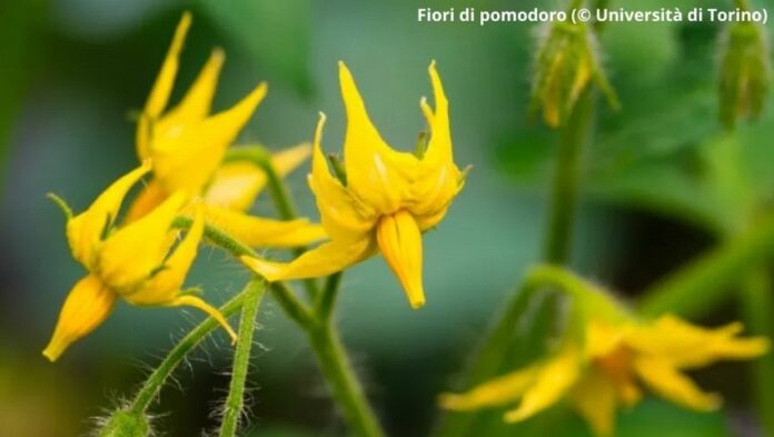 Fiori di pomodoro (© Università di Torino)